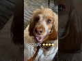 Taking my dog to Granny Blacks Dunkeld 🐶 🐾 Mollie’s thoughts