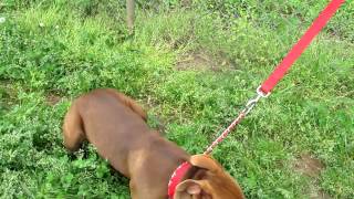 Diamond 4026 Female Pit Douglas Co Ac 3 22, 2012