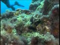 islas canarias - el hierro - bajo el mar.