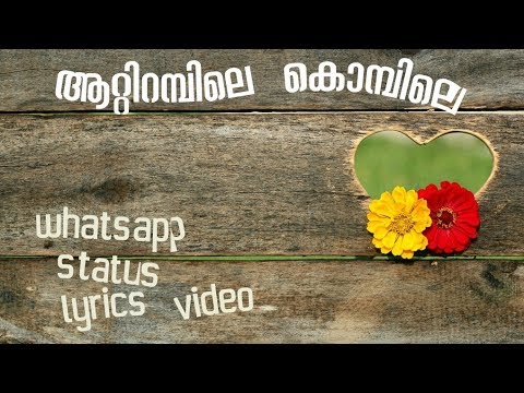 Aattirambile Kombilemalayalam Whatsapp Statuslyrics Video Best Love Status Malayalam Download Aattirambile Kombilemalayalam Whatsapp Statuslyrics Video Best Love Status Malayalam Download