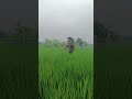 #agriculture #cabaihijau #farming #cabeunggul #farm #pertanian #petanimuda #berkebun #shorts