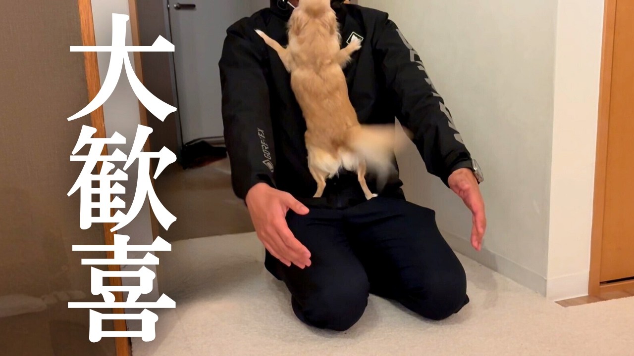 最愛のパパが帰ってきた瞬間、失っていた元気を急に取り戻すチワワ