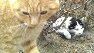 公園で見かけた野良猫をナデナデしてたら別の猫も集まってきた