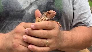 Id8 Red Iguana 66% Het For Albino Male