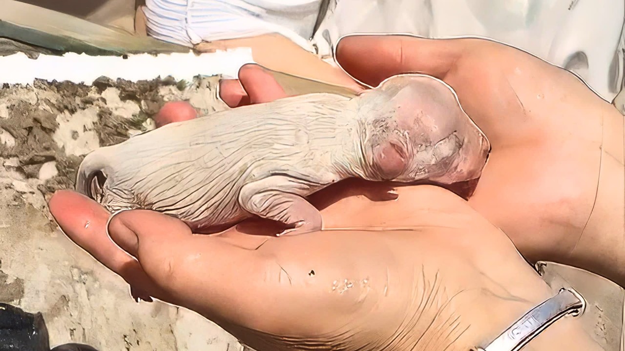 Новорожденные щенки, выброшенные в мусорный бак, плакали от жары, но выжил только один.