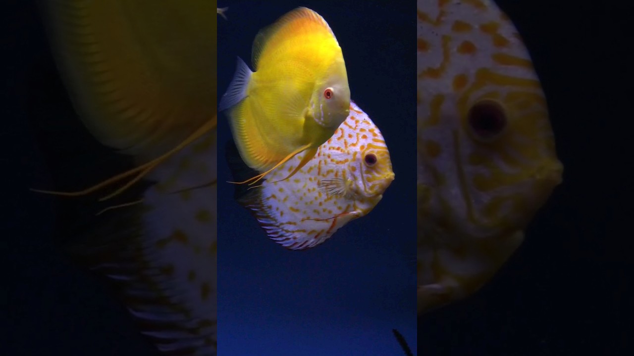 The beautiful yellow discus fish. Favourite? 