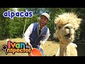Ivan inspects alpacas  fun and educationals for kids