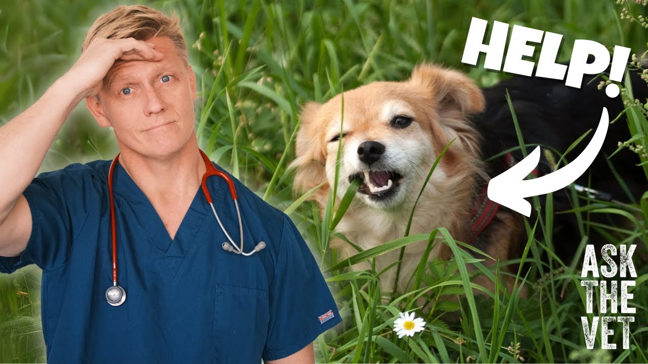 Curated visual reference: Dog Wont Stop Eating Grass Reference: My Dog Won T Stop Eating Grass Why Ask The