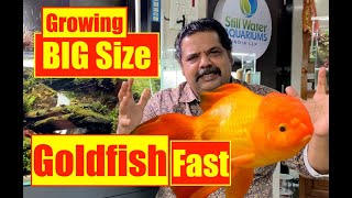 How to Grow | Big Size Goldfish | Goldfish Aquarium | Mayur Dev Aquascaper 4K