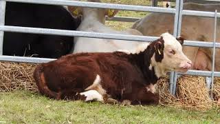 仔牛　Herfford　calf　2017 1001