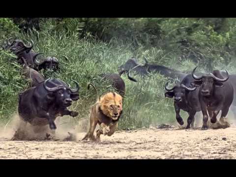 Top 10 Attock Animals Hunter Becomes The Hunted Youtube Top 10 Attock Animals Hunter Becomes The Hunted Youtube