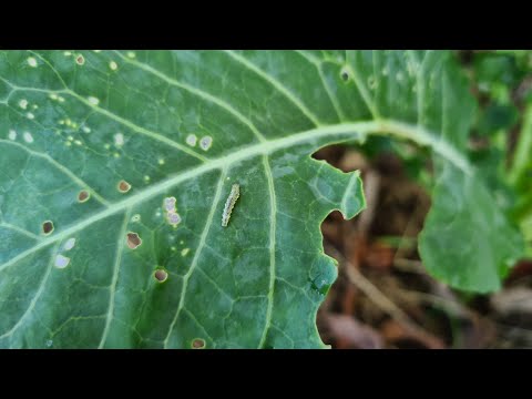 Vidéo: Qu'est-ce que l'arpenteuse ? En savoir plus sur la gestion de l'arpenteuse dans le jardin