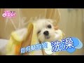 How to Bath your Dog! |?????????????????????? | ?? Peri