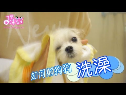 How to Bath your Dog! |教你幫狗狗洗澡／清耳朵／吹風，第一次就上手！ | 沛莉 Peri