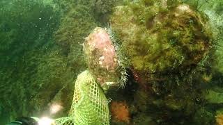 Sunflower star used to collect pinto abalone