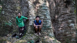เดินป่าดงดิบไปดูต้นไม้ใหญ่สุดในไทย(ต้นกระบาก) และน้ำตกในป่าลึกน้อยคนจะไปถึง [วรวิช]