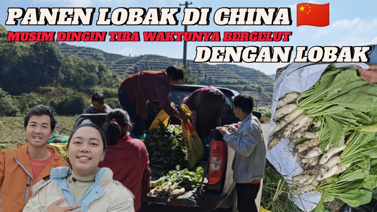 PETANI DI CHINA KALAU MUSIM DINGIN YA PANENNYA LOBAK HIHI ☺️
