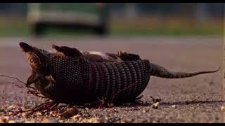 Texas Chainsaw Macre 1974 Atmospheric Edit