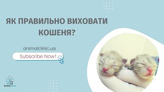 ЯК ПРАВИЛЬНО ВИХОВАТИ КОШЕНЯ?