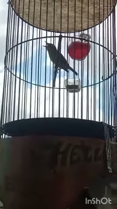 Pleci dakun bali nembak materi