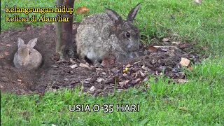 How Baby Rabbits Are Protected In The Wild [ Rabbit Survival ] 2022