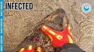 High-Risk Rescue: Getting Up Close and Personal With an Injured Seal Pup