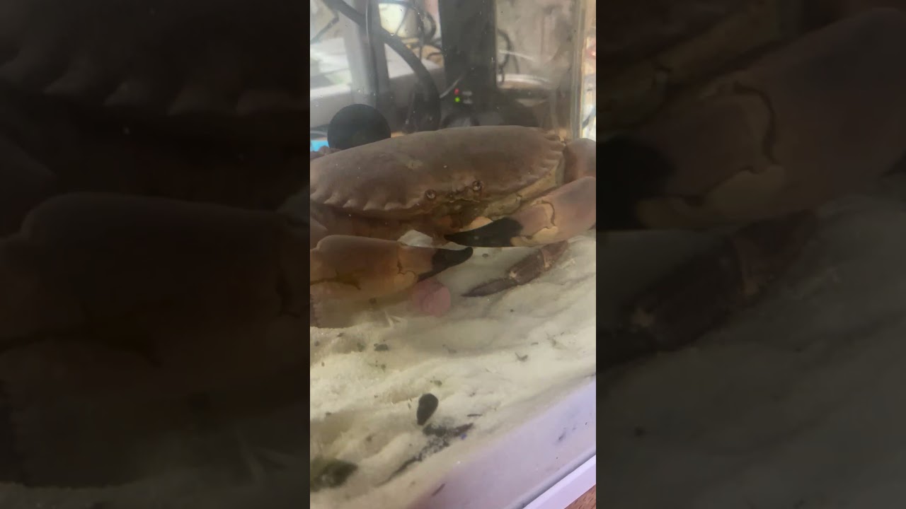 Crab likes a Hotdog!