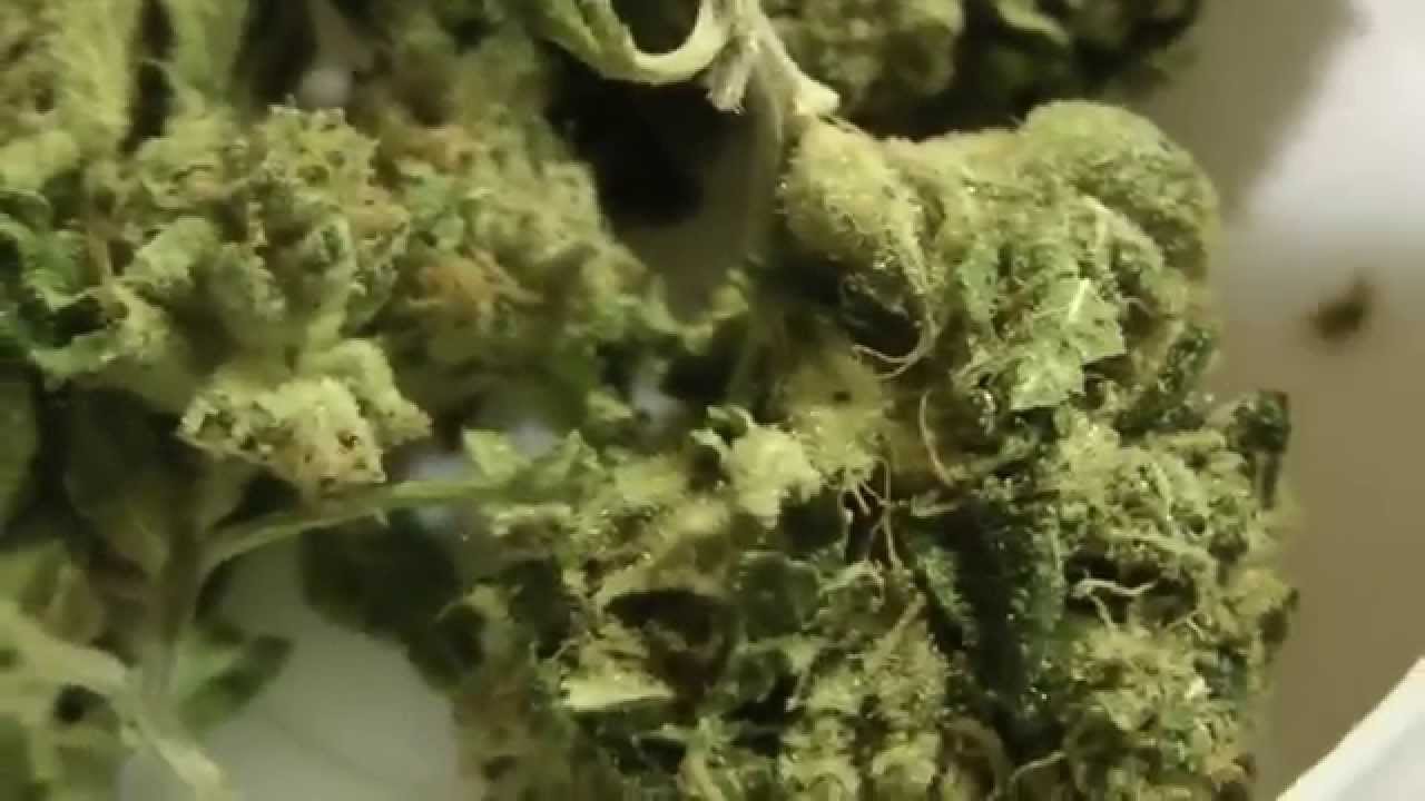 Spannabis 2015 Karma Genetics