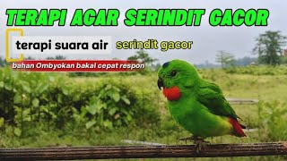 SERINDIT GACOR - TERAPI SERINDIT AGAR GACOR NEMBAK RAPAT