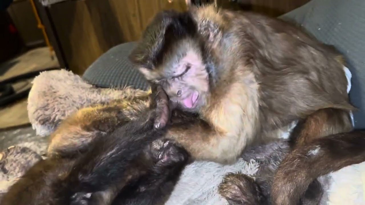 Capuchin Monkey Wrestling Gunner Boeh and OpieRae