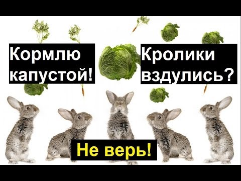 Чем кормить кроликов зимой? Кормление кроликов капустой. Корм кроликов