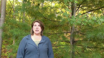 Climate Informed Restoration in the Appalachians