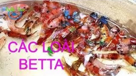 Tổng hợp các dòng Cá BETTA đẹp phổ biến nhất hiện nay