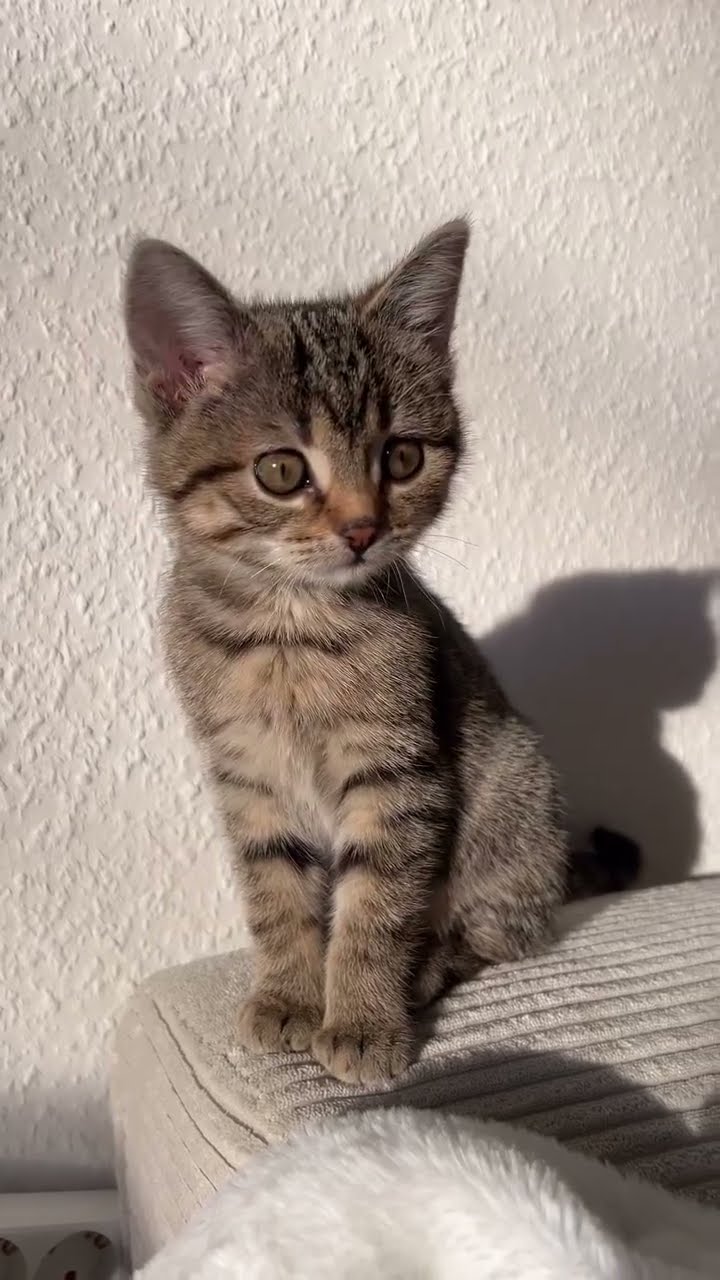 Très mignon petite chaton