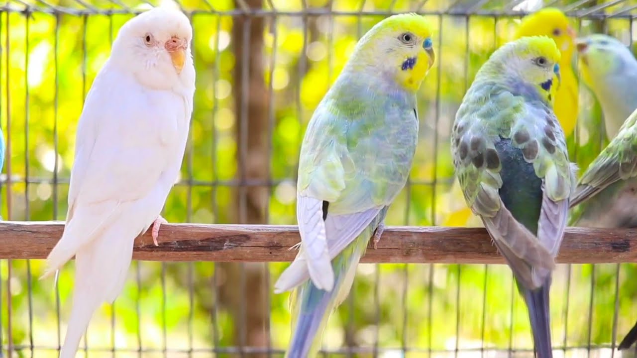 Parakeets CHIRPING to help LONELY Budgie - Parakeets OVER 11 Hours