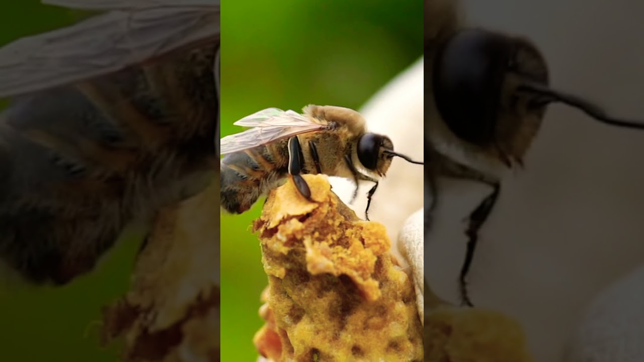 Bee/Bee with Flowers/YouTube short/Short video/YouTube video/Madhu makhi/Knowledge & Everything/মৌ/🐝