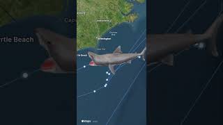 Giant. Tagged. Tracked.