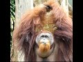 アピールするオランウータン/ Orangutans try to get attention #Shorts