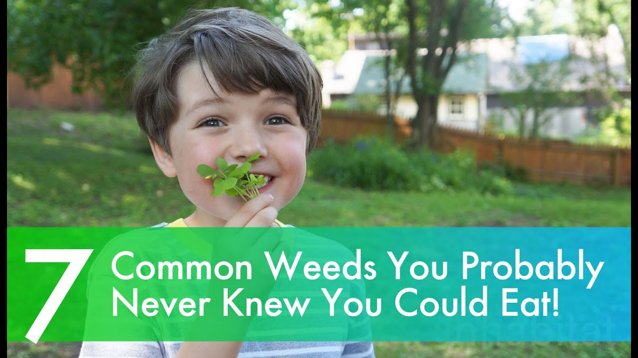 7 delicious common weeds you probably never knew you could eat!