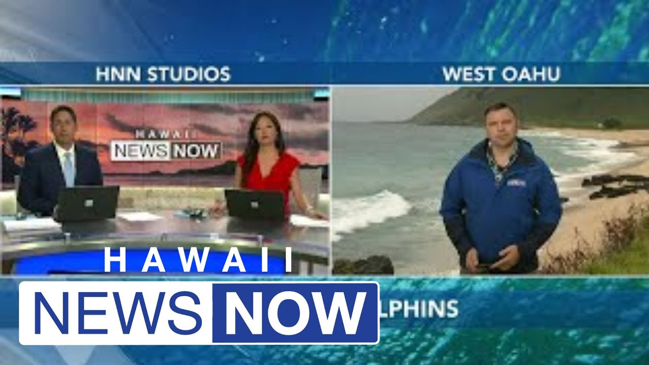 30 swimmers accused of harassing dolphin pod off Hawaii Island YouTube