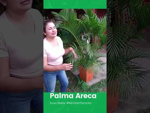 Palma Areca cuidados