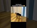 子猫の｢やんのかステップ｣ #やんのかステップ #まりも #にこねこ
