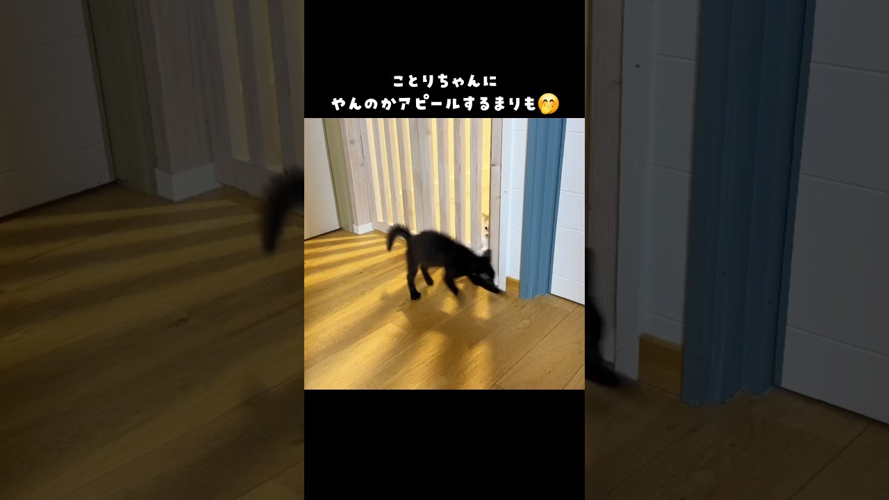 子猫の｢やんのかステップ｣ #やんのかステップ #まりも #にこねこ