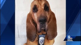 Susquehanna Valley K-9 competes in American Humane Hero Dog Awards