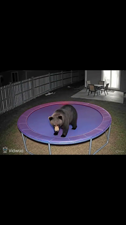 Cute Bear, The King of Disco #shorts #bear