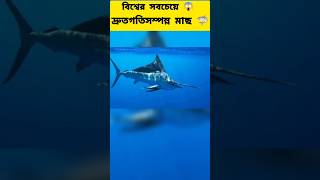 The Fastest Fish In The World