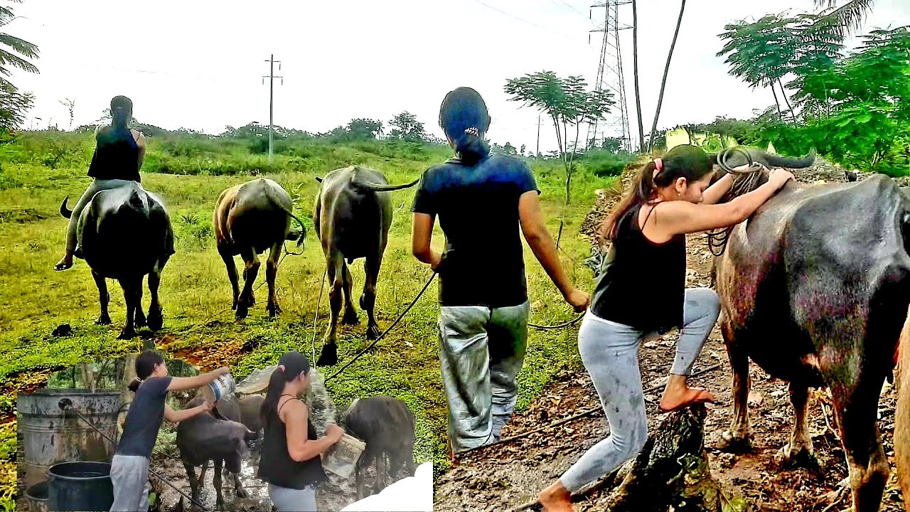 RIDING IN MUDDY CARABAO