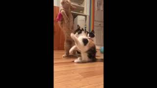 Video of adoptable pet named Shasta