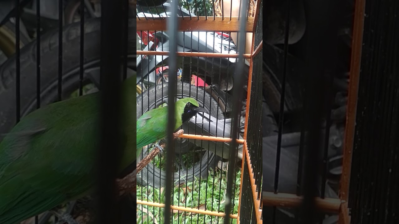 Cucak hijau ngentrok 
