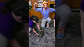 Water Animals! #shorts #blippi #blippishorts